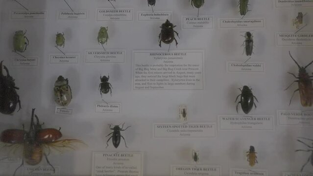 This video showcases many exotic beetle specimens in a shadow box.