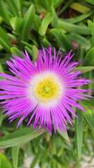 Obraz premium flower in the garden