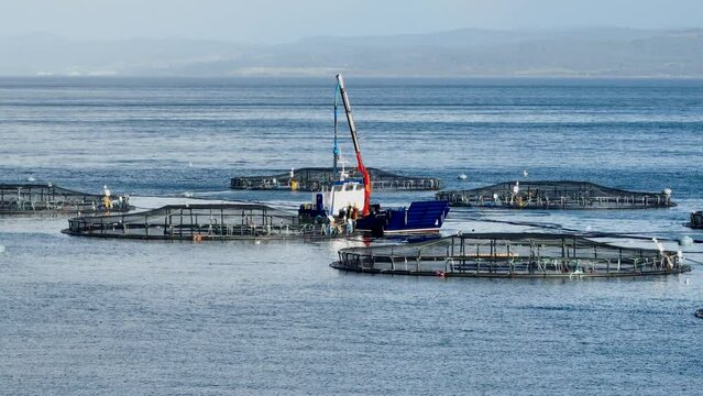 Workers on a Boat Catching Fish from an Aquaculture Sea Farm For Market