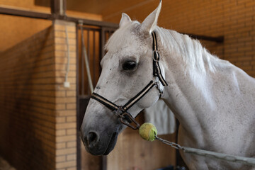 one horse gray-white color in stable