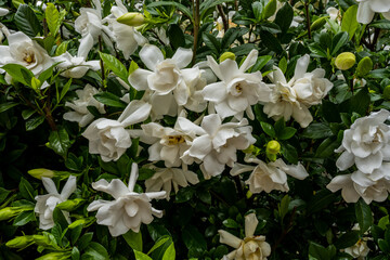 Gardenia Cover the Bush in front of a southern house