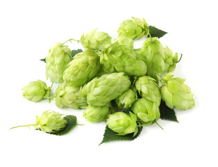 Fototapeta premium Pile of fresh green hops on white background, above view