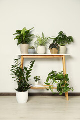 Wooden table and beautiful houseplants near light wall