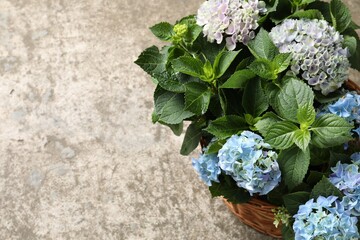 Beautiful blooming hortensia plants in wicker basket on grey stone background. Space for text