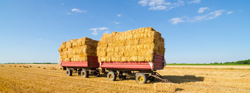 Hay Bales In The Tractor Trailers On Agricultural Field After Harvest