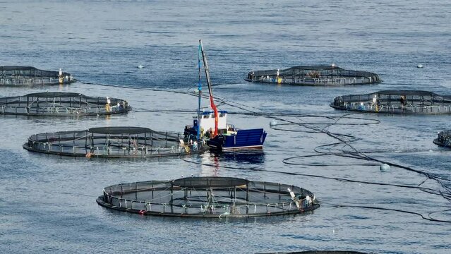 Fish Being Caught from an Aquaculture Sea Farm for the Food Market
