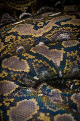 Python Skin Texture