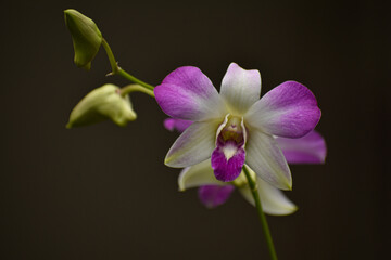 Naklejka na ściany i meble Orquídea blanca con morado