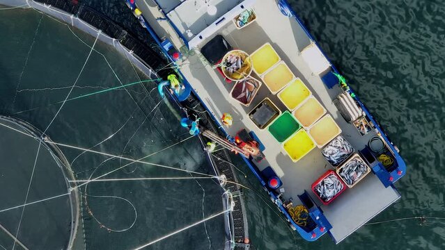 Workers on a Boat Catching Fish from an Intensive Aquaculture Sea Farm