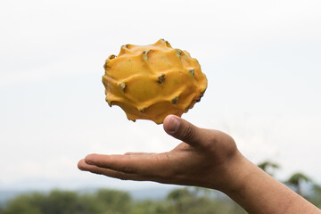 Pitahaya or dragon fruit is grown organically in the Peruvian jungle, specifically in the Alto Mayo area, this fruit is appreciated worldwide for its properties and excellent flavor.