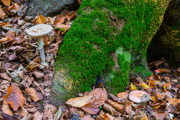 La Fageda d`en Jordá