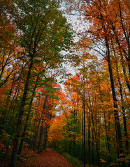 Fototapeta na wymiar Autumn Forest Dorset Vermont 10.19.22