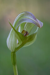 Blunt Greenhood Orchid (Pterostylis curta) with its distinctive twisted labellum - NSW, Australia