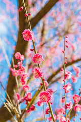 青空の中の紅梅の花	