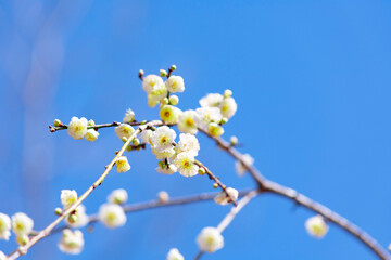白梅の花をクローズアップ
