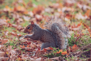 Squirrel on the grass in the park