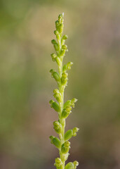 Slender Onion-orchid (Microtis parviflora) - tiny flowers approx 4mm dia - NSW, Australia