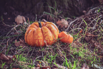 Pumpkins in the grass under the tree