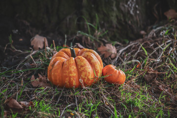 Pumpkins in the grass under the tree
