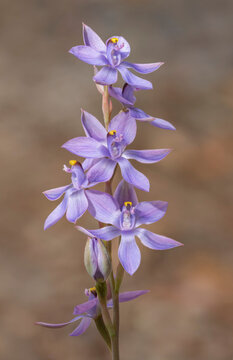 Mauve-tufted Sun Orchid (Thelymitra malvina) - endemic to eastern Australia