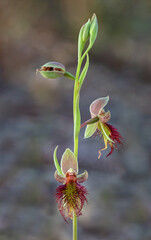 Red Beard Orchid (Calochilus paludosus) - showing 3 stages of development - NSW, Australia