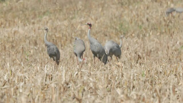 a flock of saurus crane in feed in a field of stubble on a hot day at atherton in north qld, australia