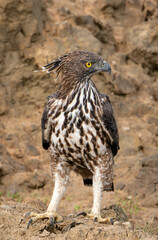 Crested Eagle, Yala National Park, Sri Lanka
