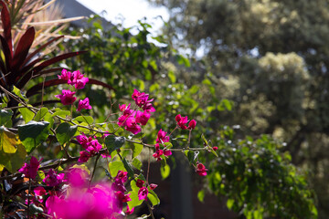 fuchsia flowers in a green garden