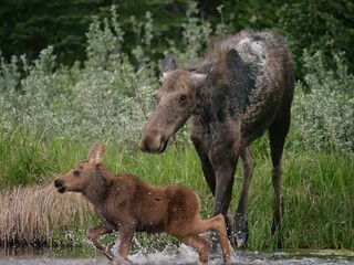 Cow Moose and Playful Calf Splashing in Water at Grand Teton National Park, Wyoming