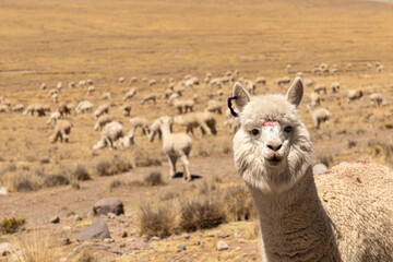 llama in the andean