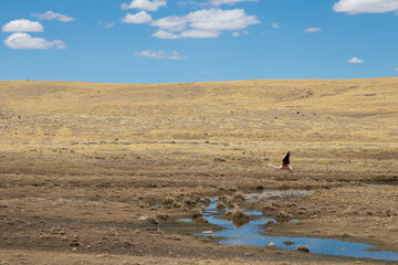 wildebeest in the serengeti