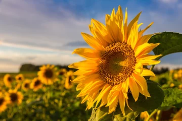 Rolgordijnen Field of blooming sunflowers © Sergii Figurnyi