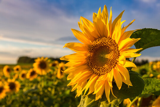 Field of blooming sunflowers