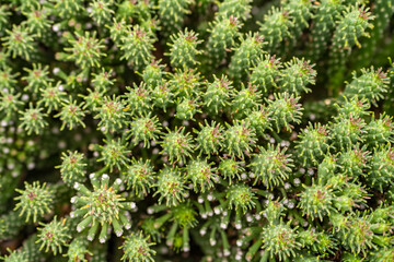 Close-up of Euphorbia Medusa’s Head (Euphorbia caput-medusae). 