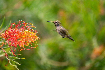 Anna's Hummingbird  flies next to red flowers. 