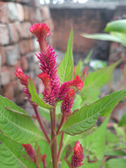 Red flower and green leaves