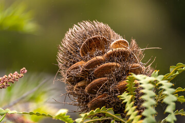 The seed pod of Banksia. 