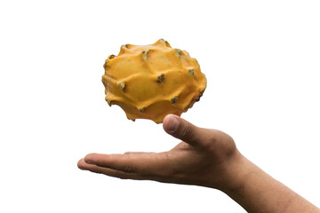 Pitahaya or dragon fruit is grown organically in the Peruvian jungle, specifically in the Alto Mayo area, this fruit is appreciated worldwide for its properties and excellent flavor.