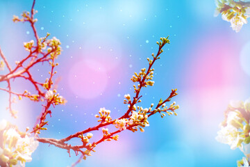 Young spring leaves and flowers of bird cherry tree with flower buds. Spring background. Soft selective focus. copy space