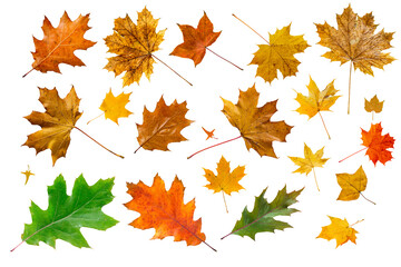 Naklejka na ściany i meble Set of colorful maple leaves on white.