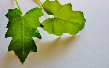 観葉植物　葉　くわずいも　壁紙