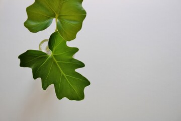 観葉植物　葉　くわずいも　壁紙