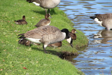 canadian geese on a lake