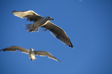 Seagull in flight