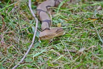 copperhead snake