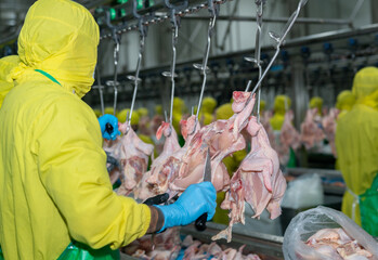 Close up hand of knife cutting raw chicken hang on conveyor chain.