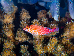 Pixie hawkfish