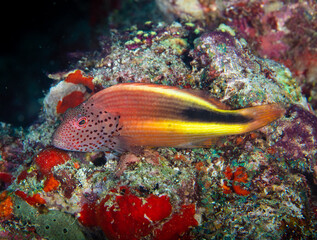 Hawkfish