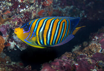 Angelfish