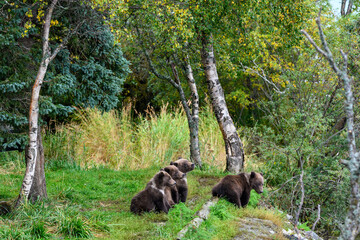 Cute little brown bear cubs with natal collars playing in grass on the side of the Brooks River waiting for mother bear, Katmai National Park, Alaska
